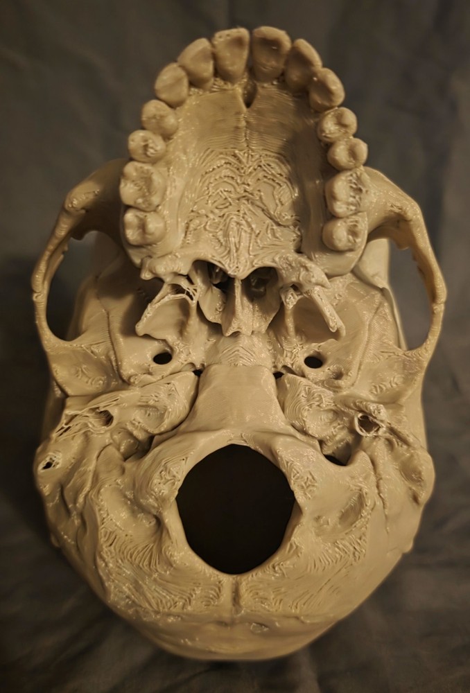 Realistic Skull