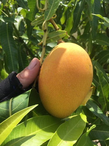 Grafted Mango (Mangifera ) Earlygold Live Fruit Tree (1-2 ft) Indica