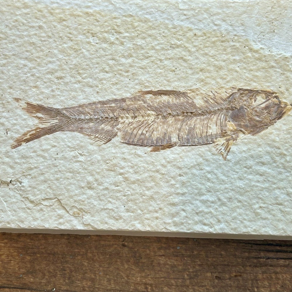 Fossil Fish Green River Wyoming