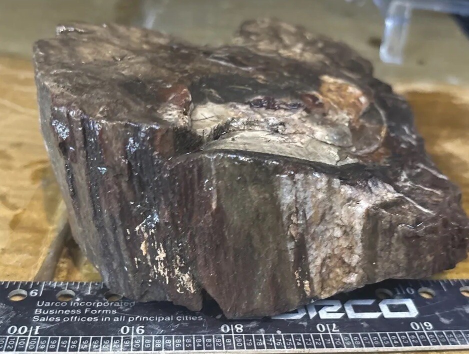Colorful petrified wood