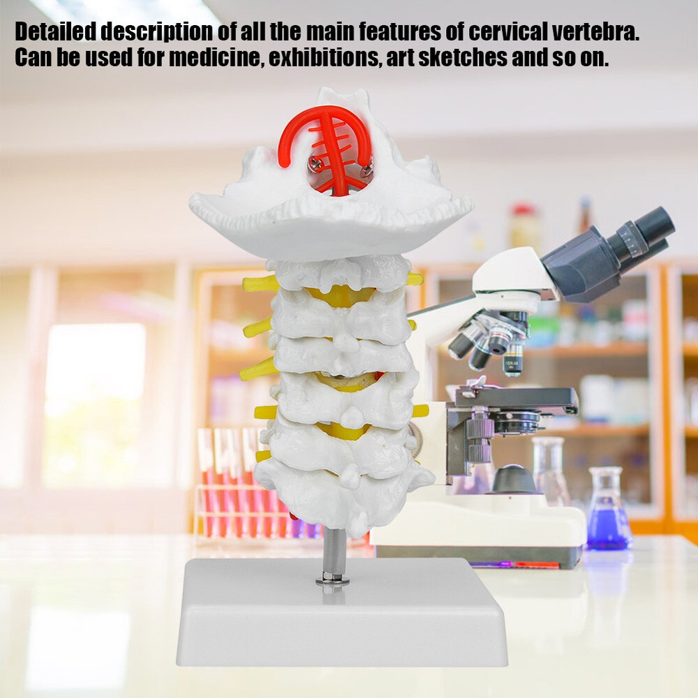 1:1 Human Cervical Arteria Spine Spinal Anatomical Model