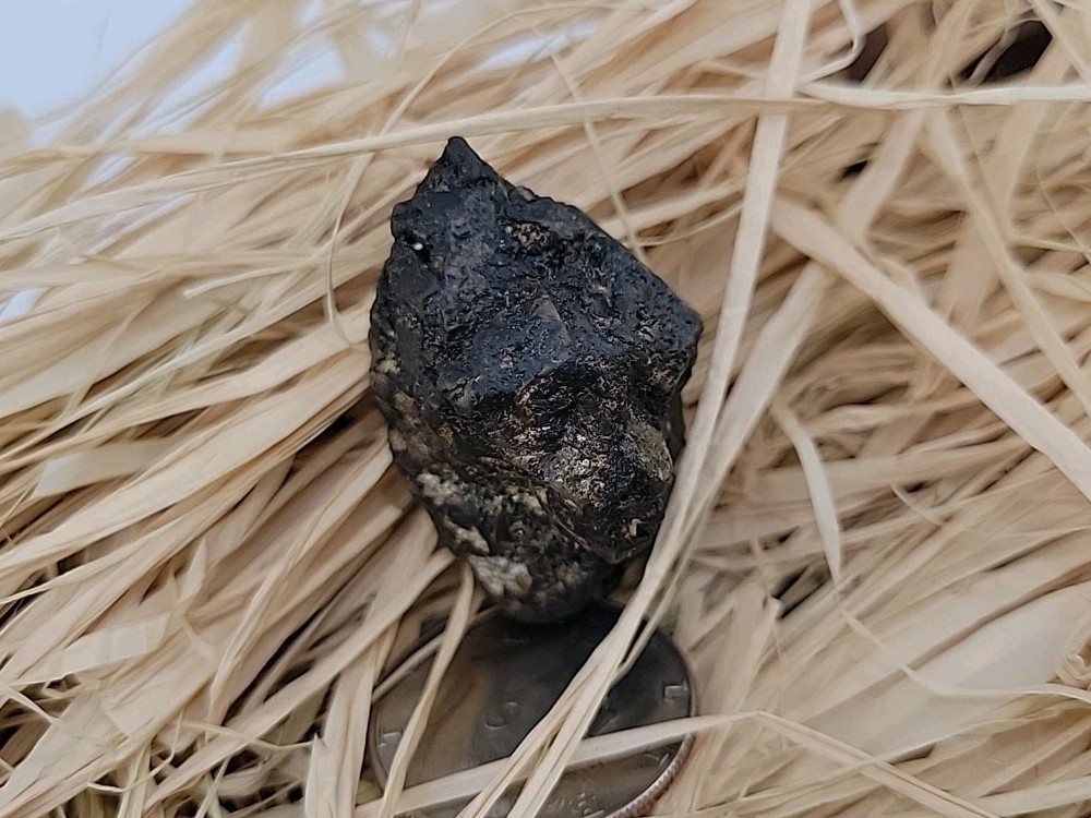Coperlite Egg Fossil Permineralied W Embryo Hatching Extremely Rare