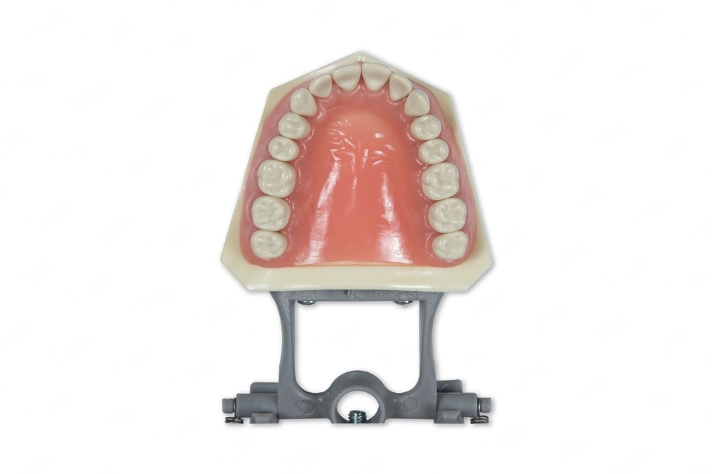 Dental Typodont Model 860 compatible with Columbia brand teeth