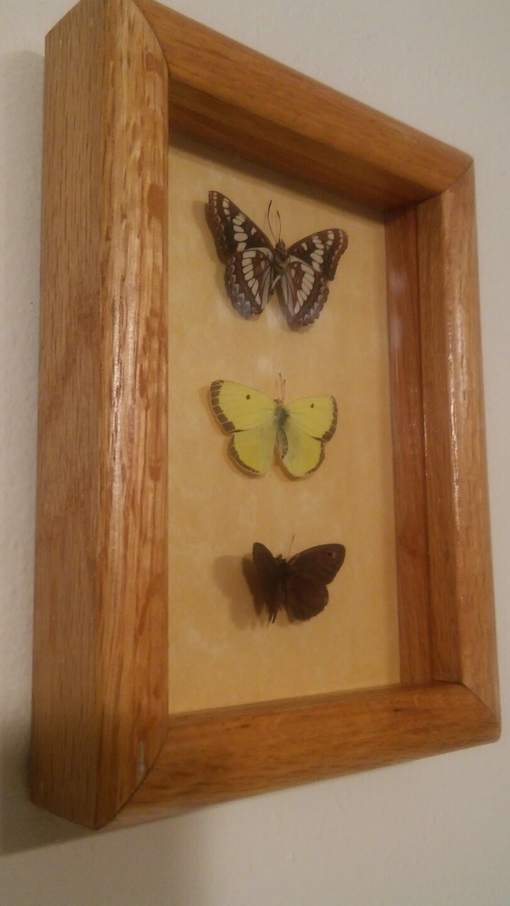 Butterfly Mounts - in 6 x 8" Shadowbox frame