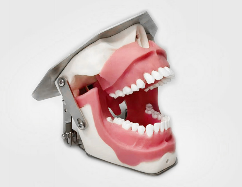 Dental Anesthesia Tooth Extraction/Removal Practice Model Dentist Training