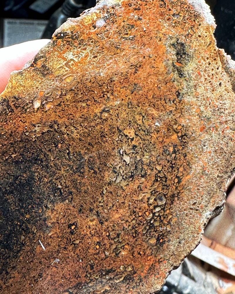 Dinosaur bone rough **hxtled slab.
