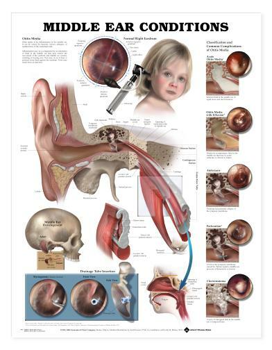 MIDDLE EAR Laminated Wall Chart 20" x 26" Classroom/Professional LFA #99893
