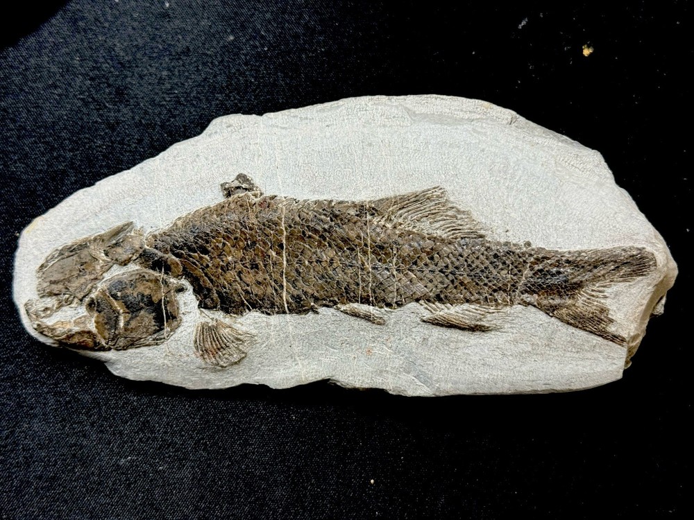 fossil fish ，perleidus,  Jurong China