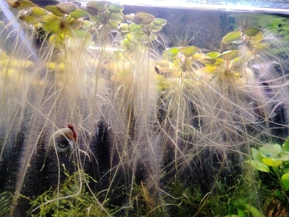 Tiger Striped Amazon Frogbit 5 Plants
