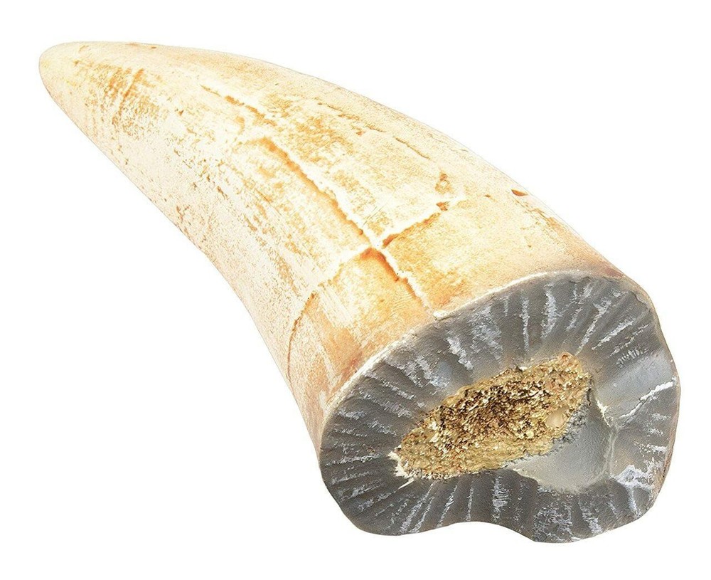 T-Rex Broken Tooth Educational Series Fossil Replica