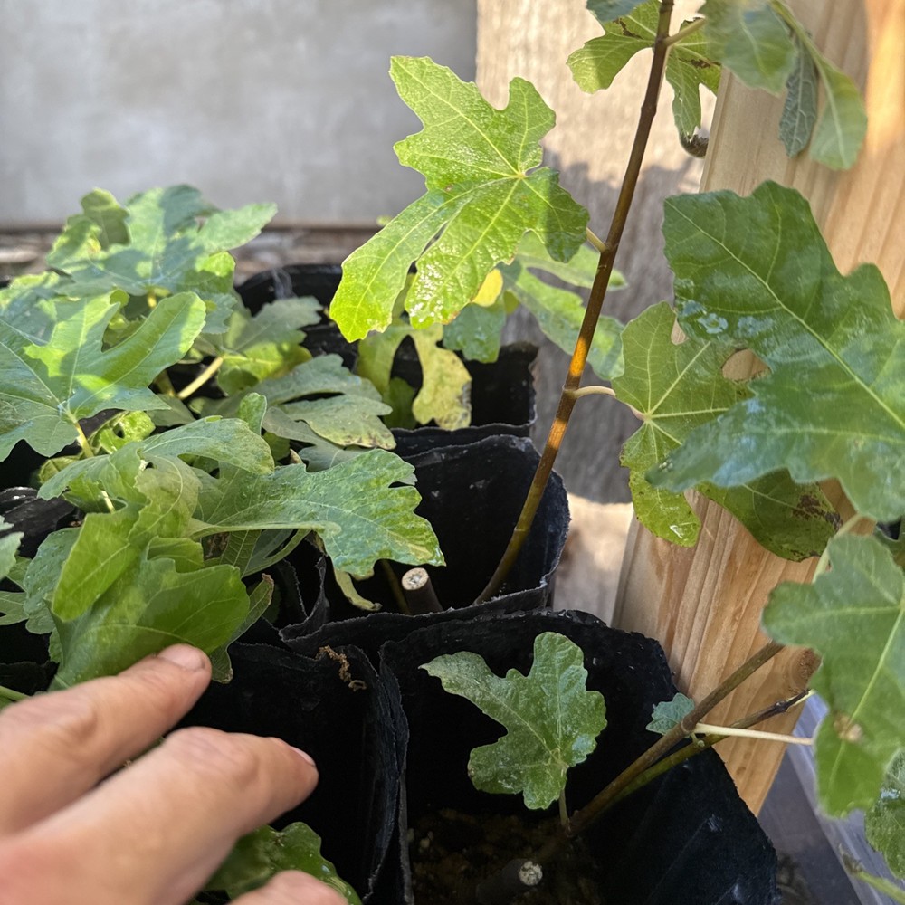 Italian Black young Fig Tree 🌲