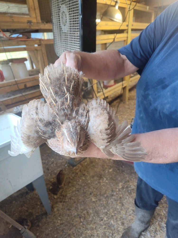 PT Tested 84 plus extra Jumbo Brown  Coturnix  Quail Hatching Eggs.