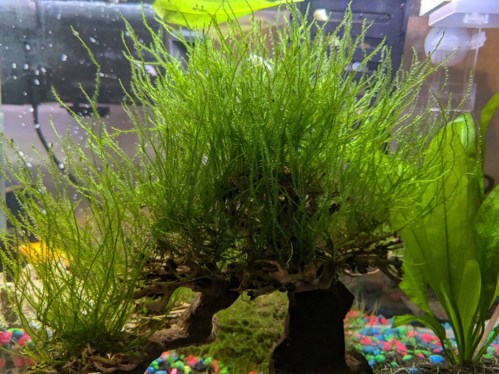1 Bag Of Java Moss, Aquarium.