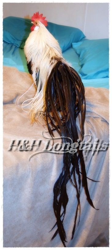 6+ Silver Phoenix longtail Chicken hatching eggs SHOW QUALITY