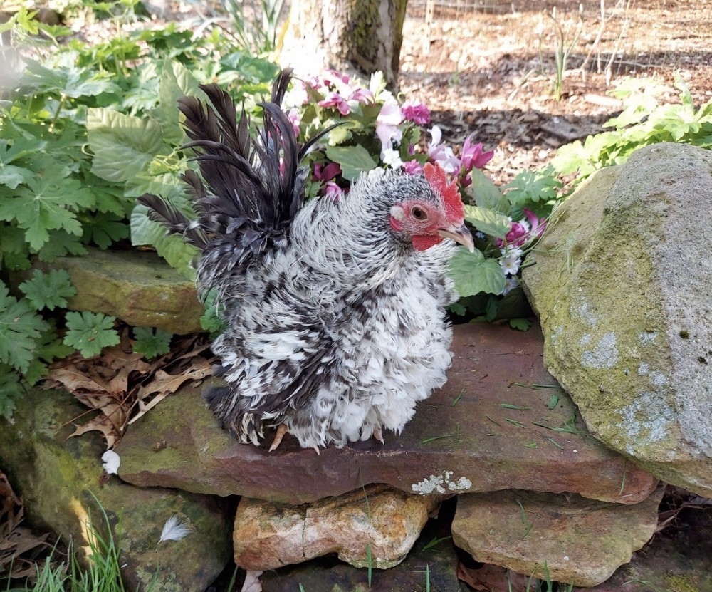 12 + Fertile Serama Chicken Hatching Eggs