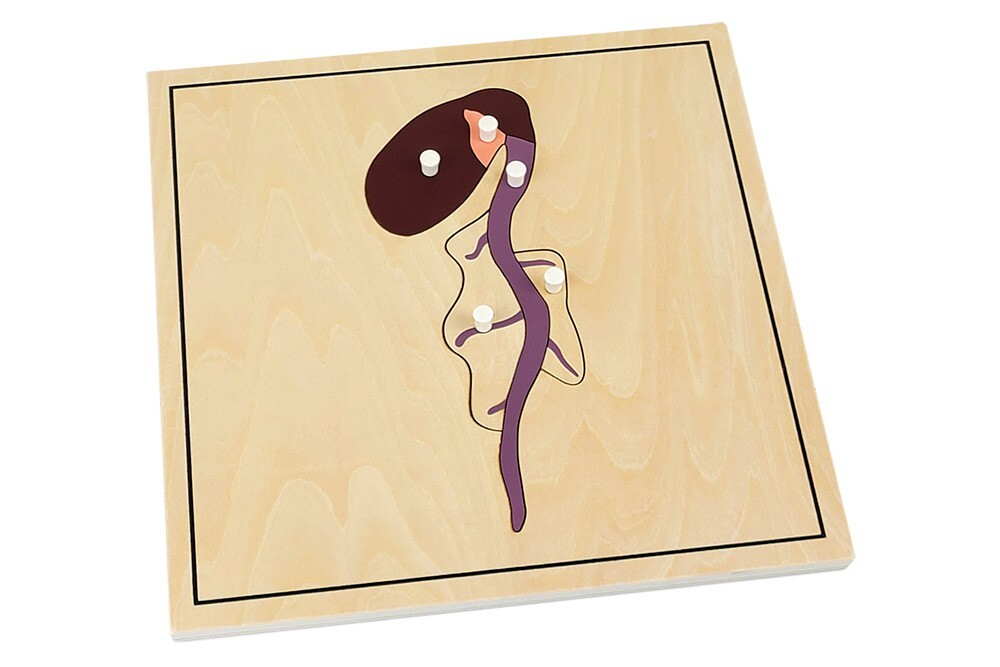 Growing Process Puzzles - MONTESSORI BIOLOGY / BOTANY MATERIALS