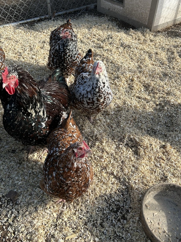 Jubilee Orpington Hatching Eggs 12+