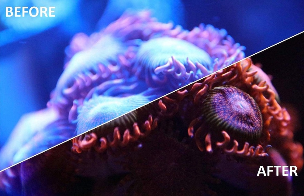 UV Coral Viewing Glasses