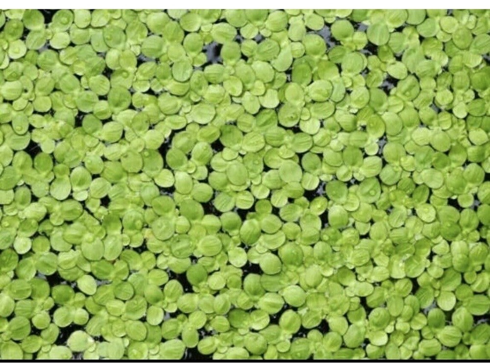 Duckweed Freshwater Plants