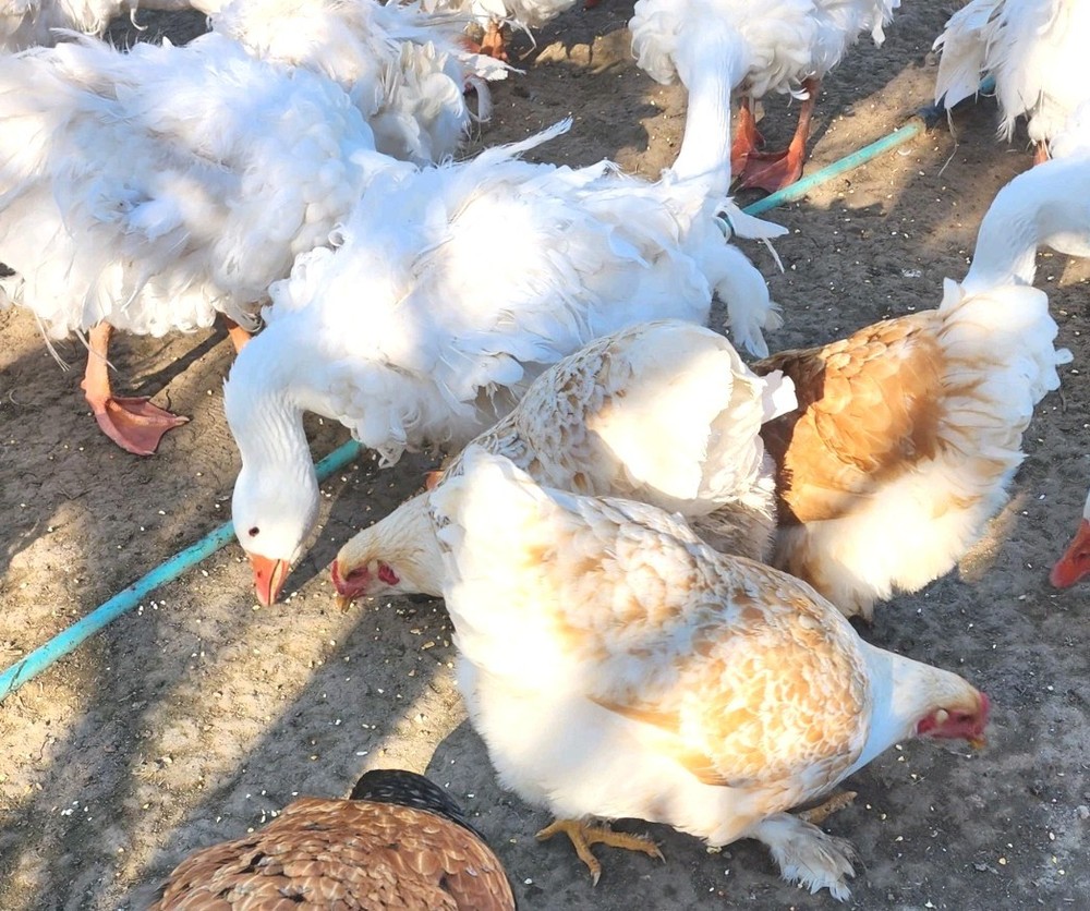 8+ Beautiful Buff Laced Brahma Hatching Eggs