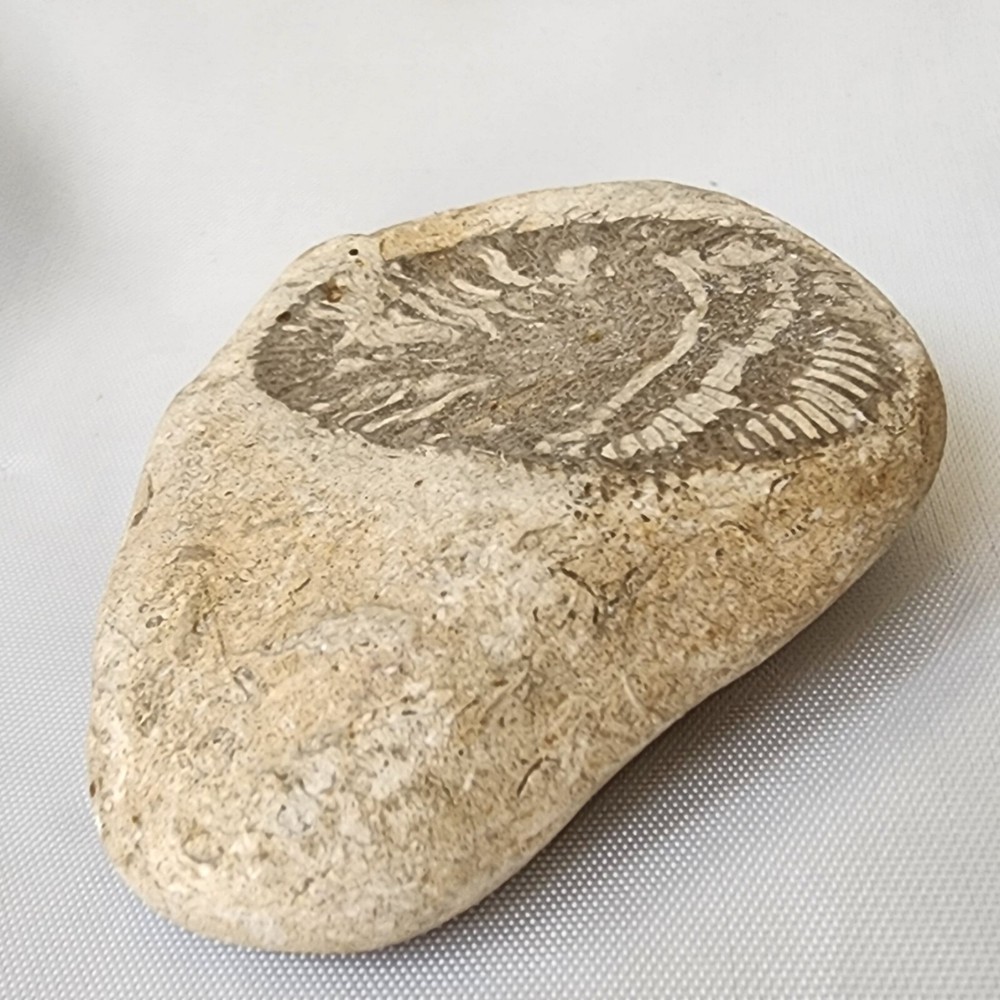 Ancient Prehistoric Leaf Plant Trace Fossil Original Unmodified Found Condition