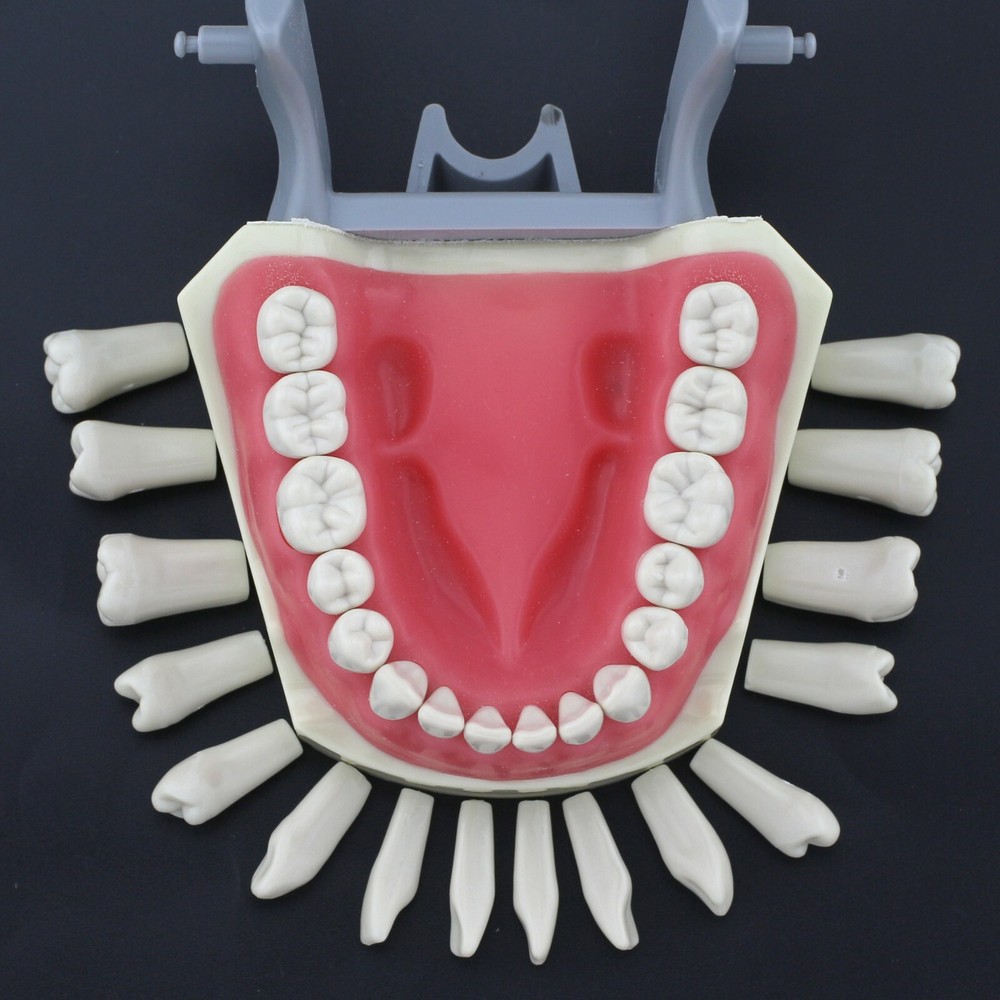 Columbia 860 Type Dental Typodont Teeth Model Soft Gingiva 32pcs Removable Teeth
