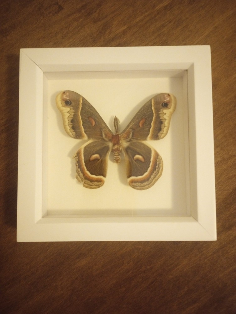 Framed Cecropia Moth Bug Under Glass