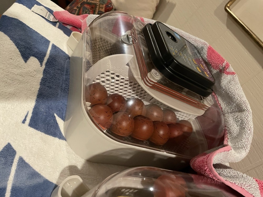 1 Dozen Black Copper Marans Hatching Eggs!