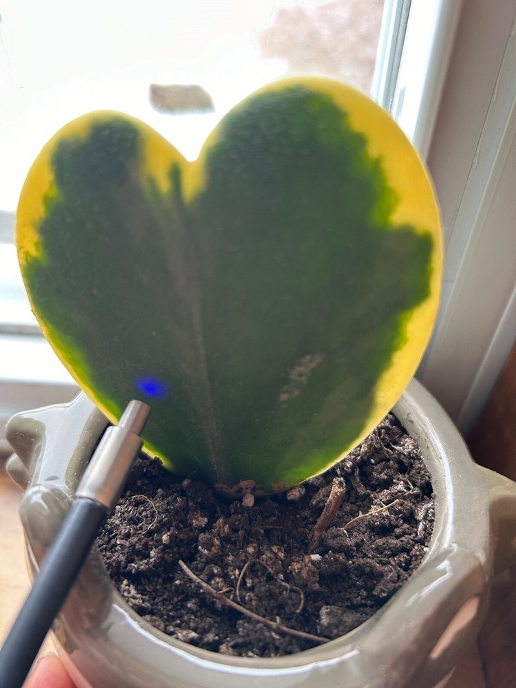 Opti-Sciences GFP-meter with optical cable