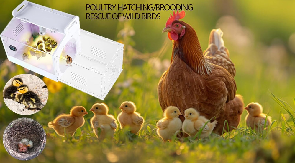 Iarge-Scale Chick brooder Box Quail Cage Egg Incubator Chick Starter Kit Chicke