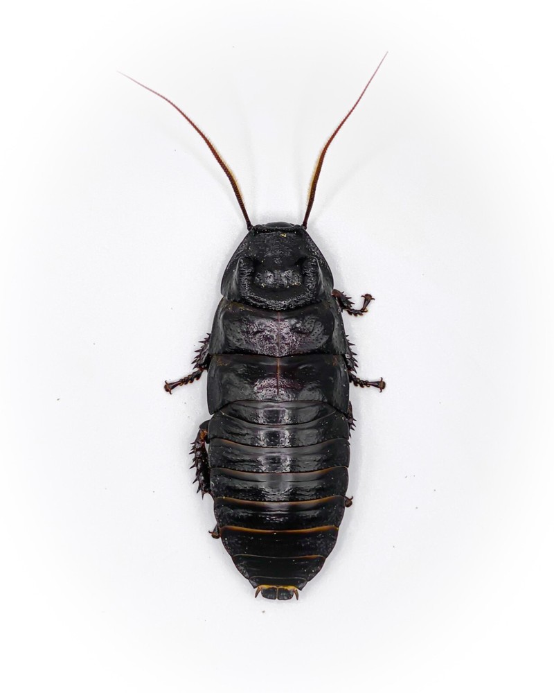 (Breeding Pair) Black Tiger Hissing Cockroach "G. grandidier"