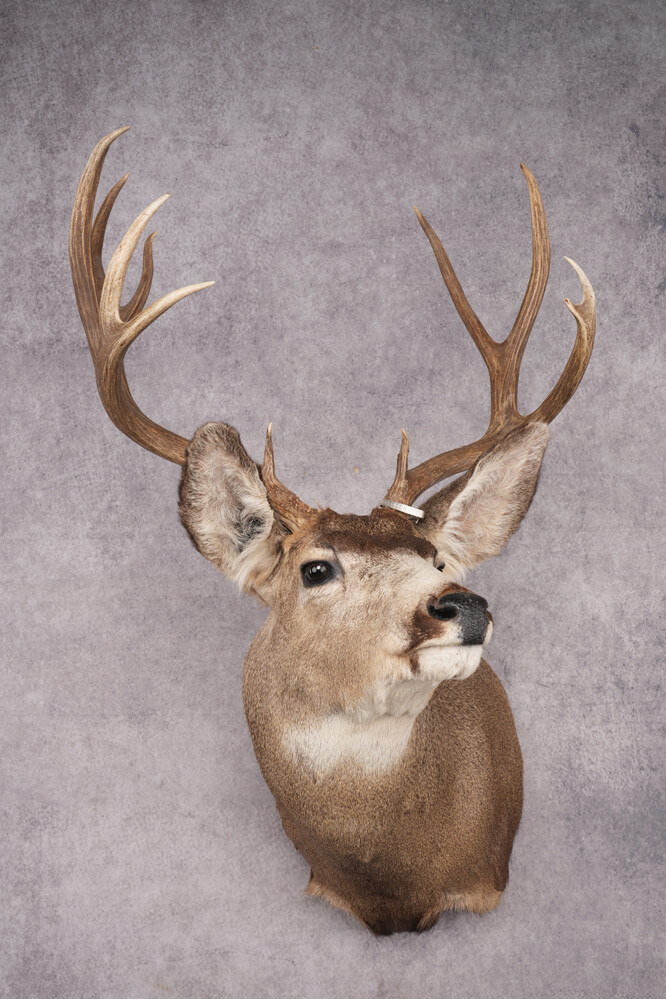 Nebraska Mule Deer Shoulder Mount SKU 2853
