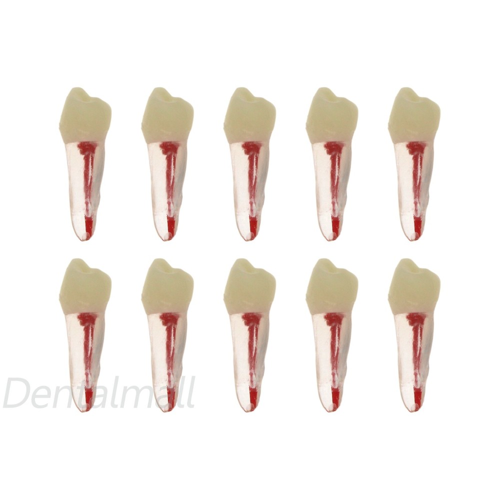 10 Size Dental Root Canal Practice Model Teeth for Pulp Study RCT Endo File