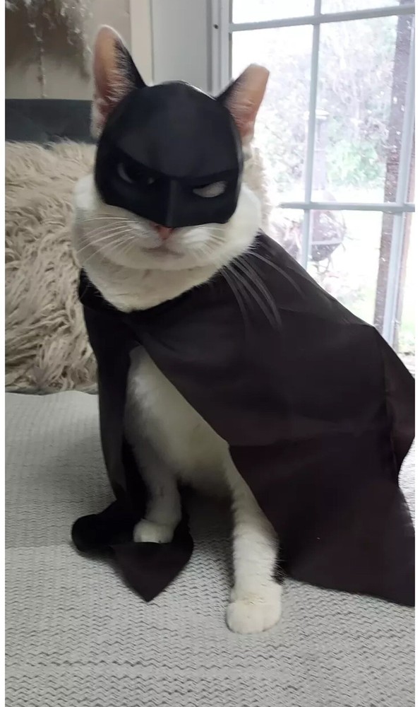 pet mask, Cat Batman Face Mask.