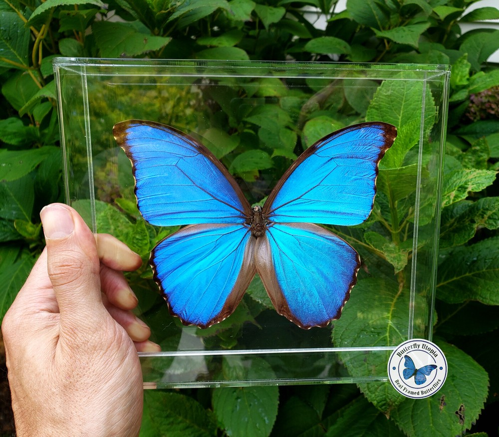 Real 3D Framed Blue Morpho didius - 8x7x1.5 - Acrylic Frame