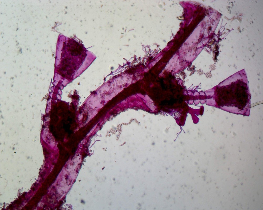 Obelia Hydroids; Whole-mount