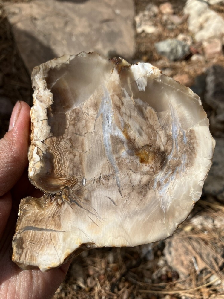 Petrified Wood Slab