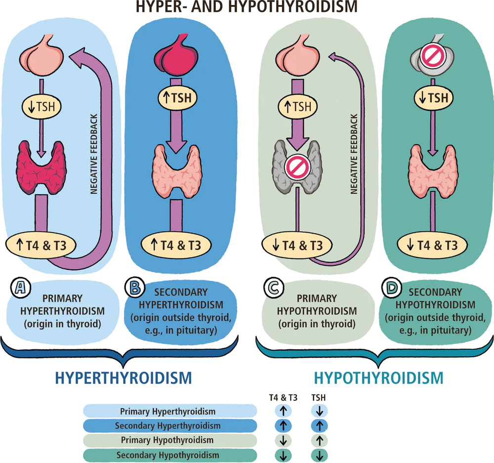 Endocrinology Made Ridiculously Simple