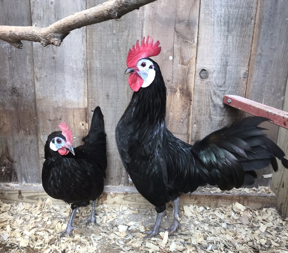 Rare Exotic White Face Black Spanis Bantam Fertile Hatching Eggs