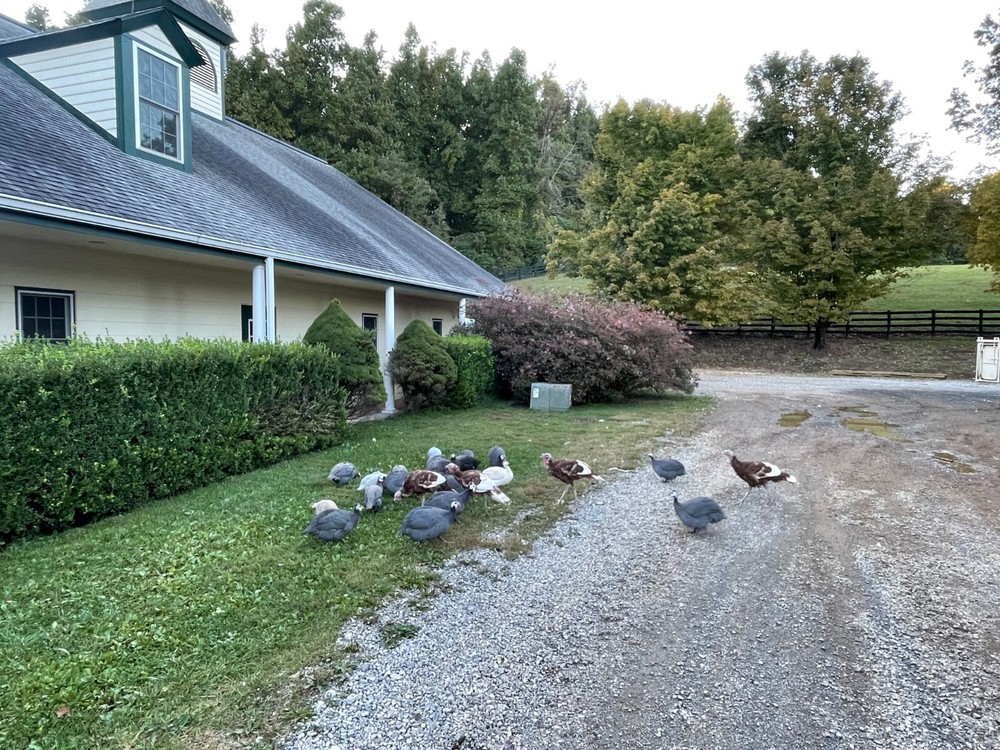 Guinea fowl hatching eggs