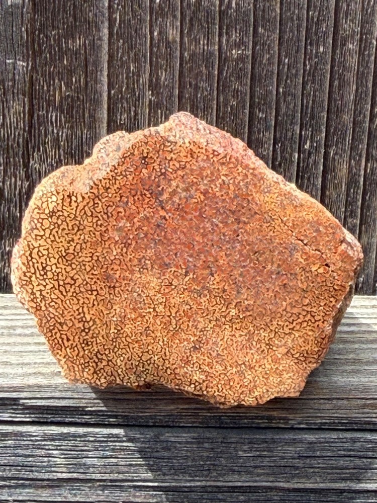 Dinosaur Gem Bone Polished Fossil Display