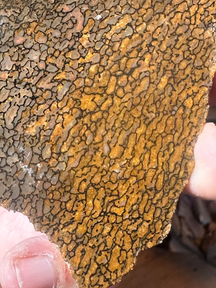 Dinosaur bone rough **hxtled slab.