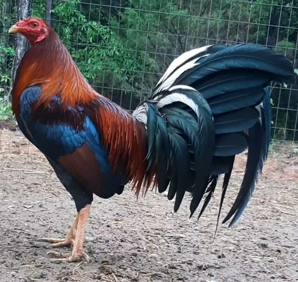 24 Chicken Hatching Eggs