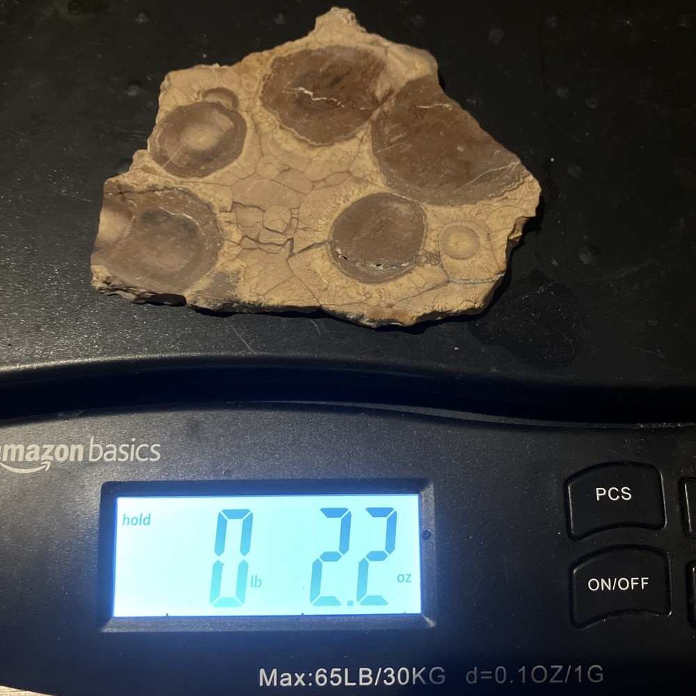 Obicular Jasper Slab