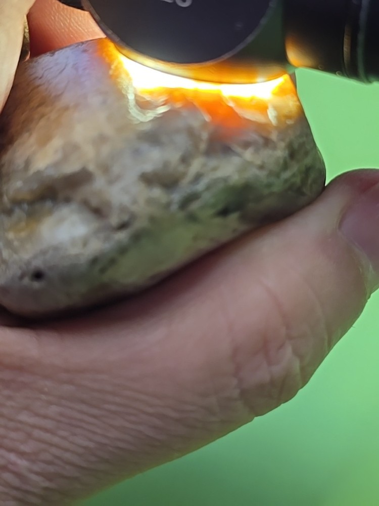 Montana Agatized Petrified Wood #60