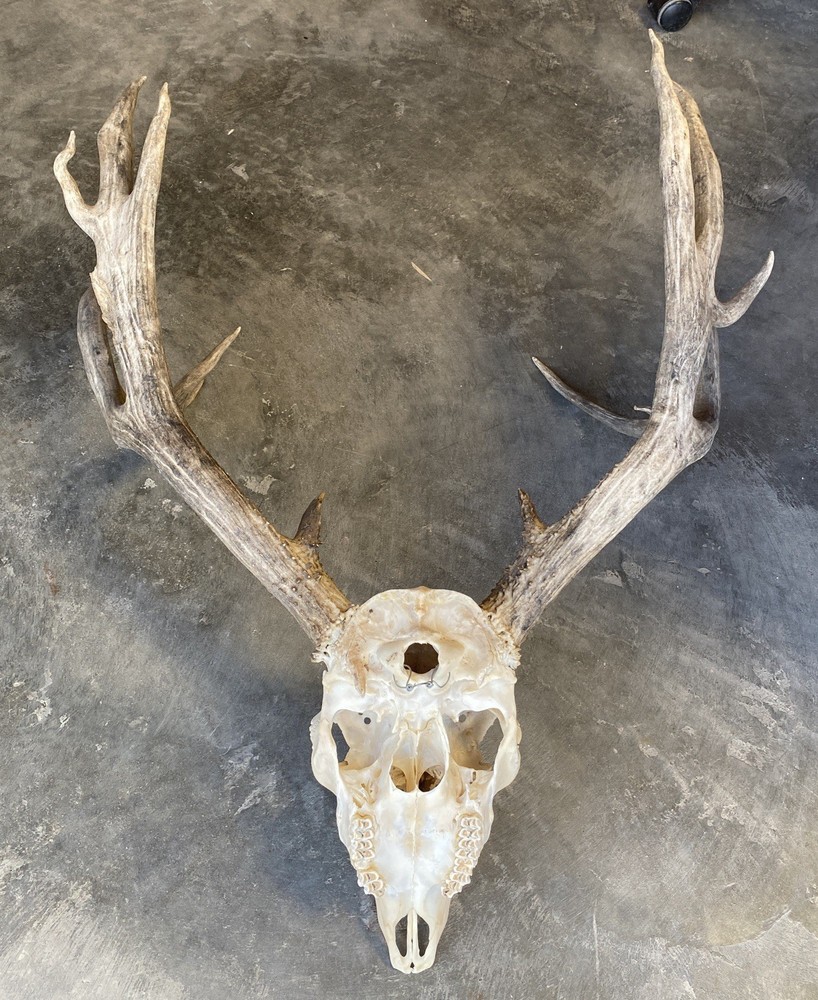 Mule Deer Rack ~ Antlers