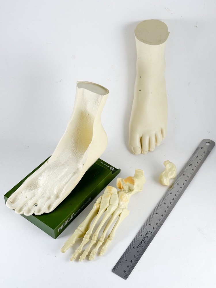 Merck Sharpe & Dome Anatomic Foot Model