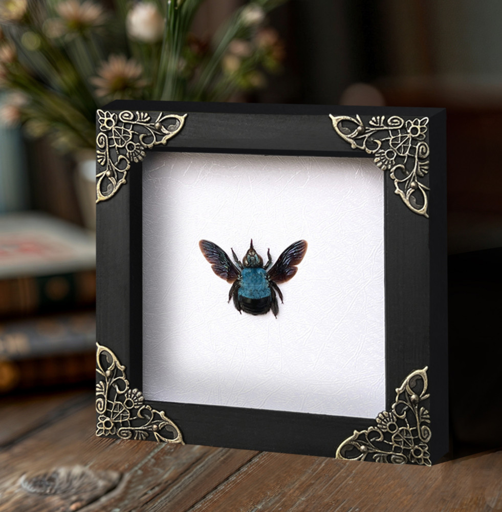 Blue Carpenter Bee Taxidermy Shadow Box Frame Oddity Curiosity Gothic Decor Gift