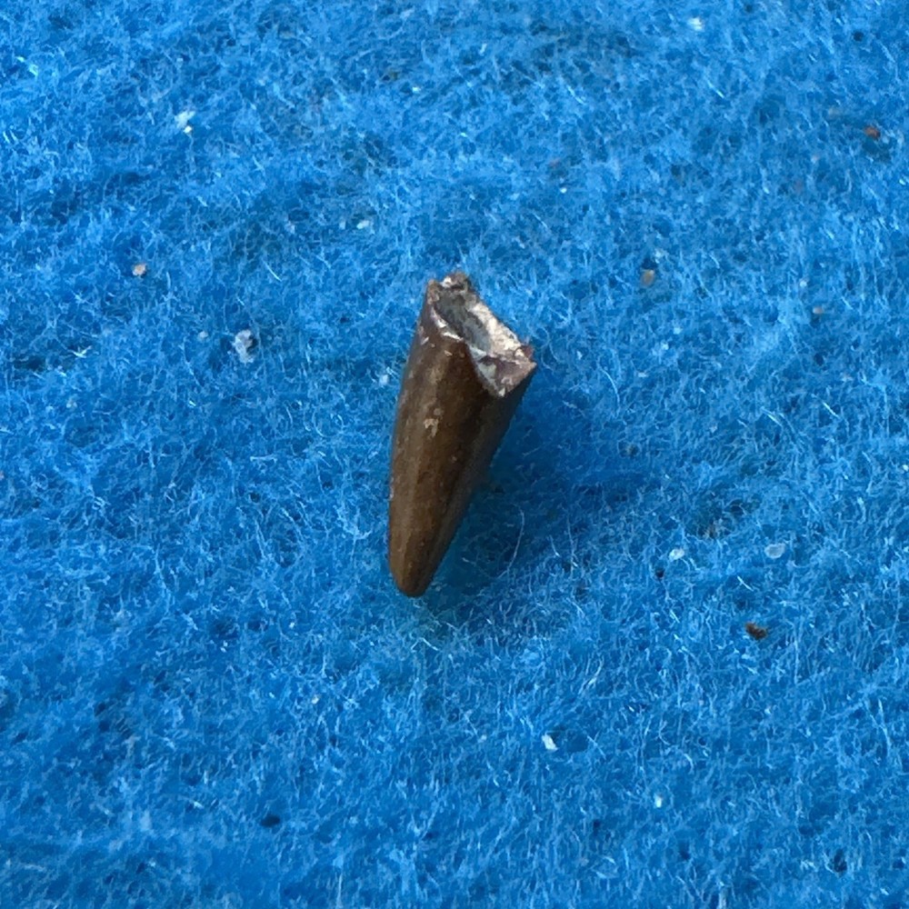 Eryops Tooth Fossil Pre Dinosaur in a Great Display Case