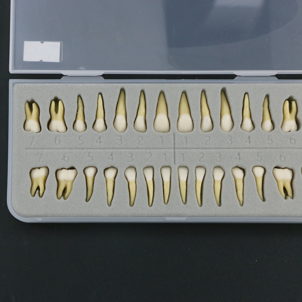 28 Pcs Dental 1:1 Permanent Teeth Demonstration Teach Study Model Tooth M7021